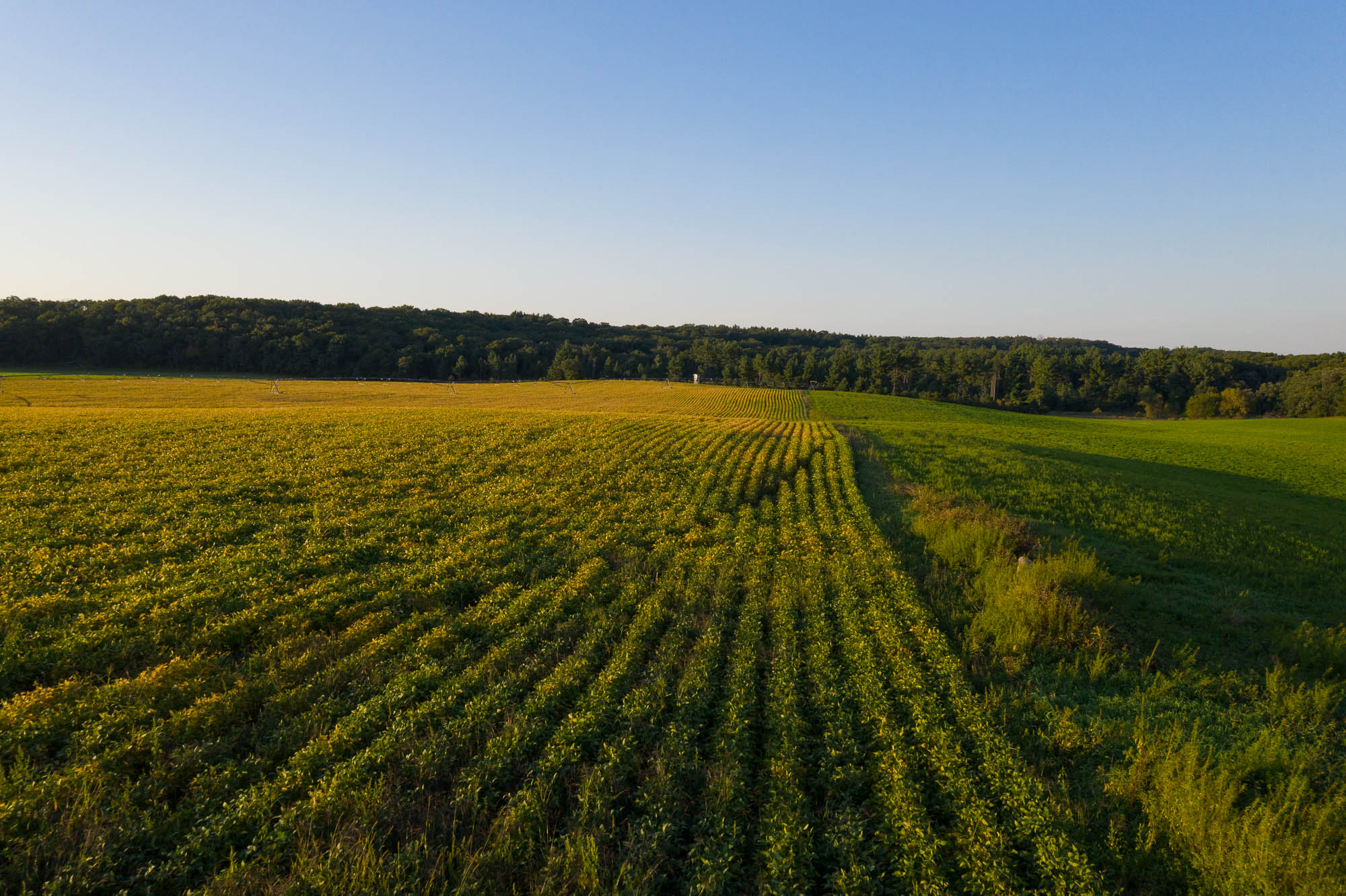 Podcast Recommendation: Soy-Derived Solvents for Coatings